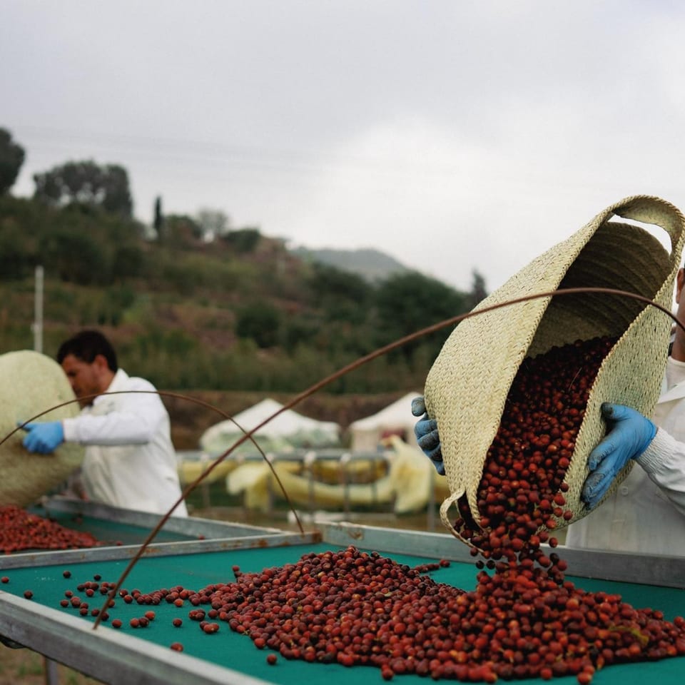 Workers in white coats and blue gloves pour red coffee cherries from baskets onto a green conveyor.