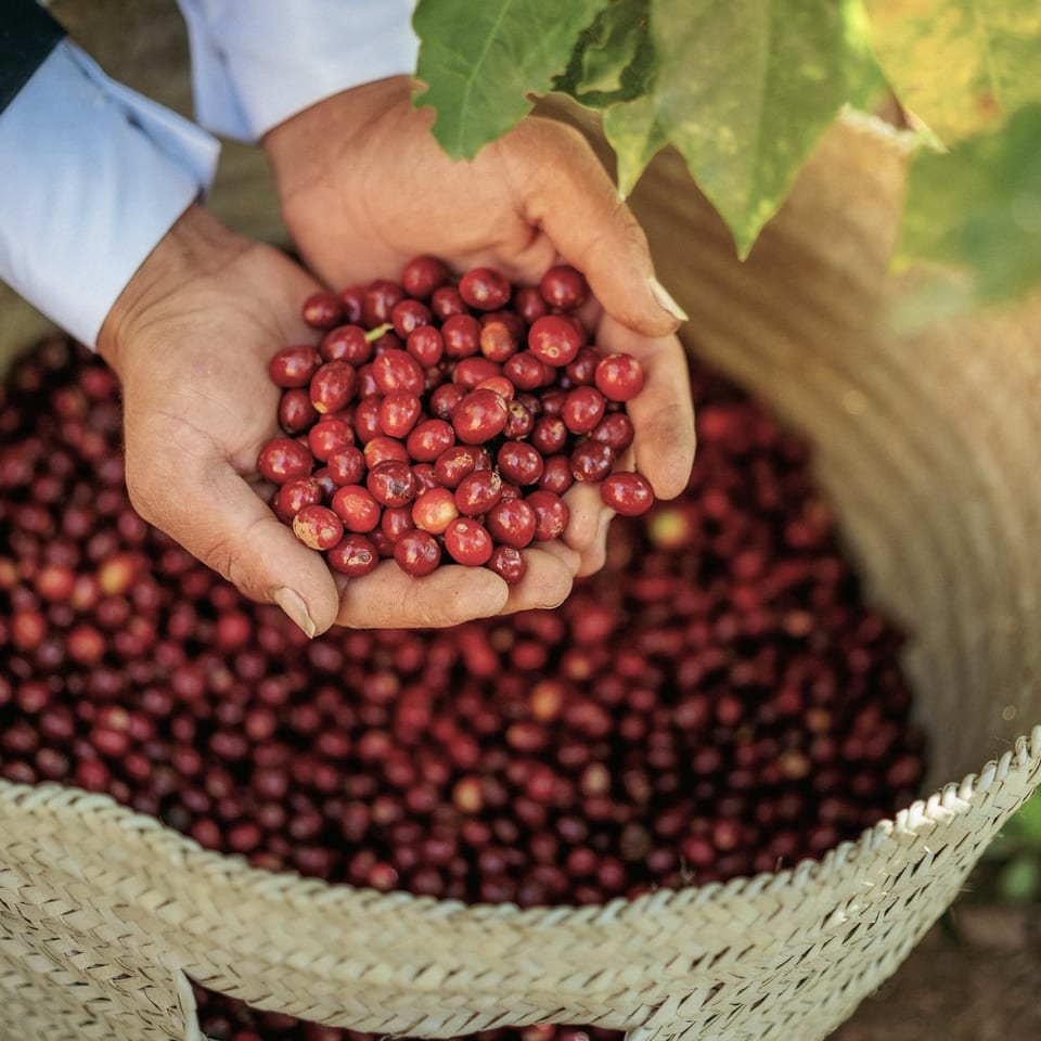Hands holding a pile of freshly picked red coffee cherries over a woven basket filled with more.