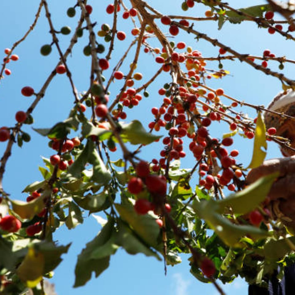 Red and green coffee cherries ripen on branches against a clear blue sky.
